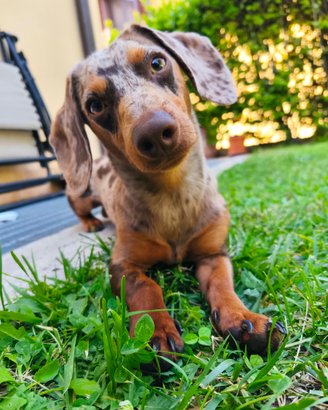 Bassotto arlecchino per monta/riproduzione