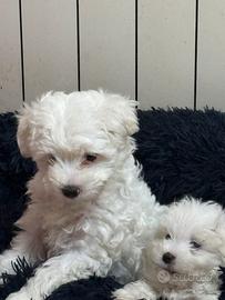 Maltese meraviglioso