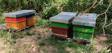 Arnie complete di Melario, nutritore escludiregina