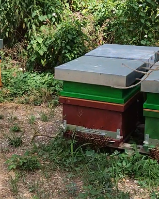 Arnie complete di Melario, nutritore escludiregina