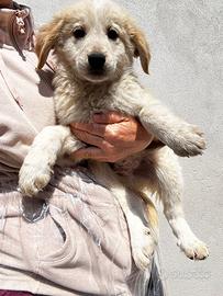 Cuccioli taglia medio piccola