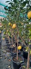 Piante di Limoni 4 stagioni