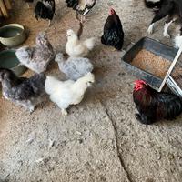 Gallinelle ornamentali