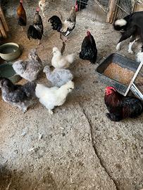 Gallinelle ornamentali