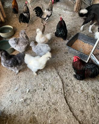 Gallinelle ornamentali