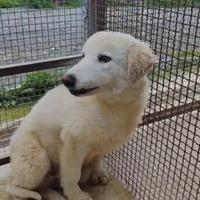 Cucciolo taglia medio grande