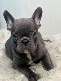 Bulldog francese