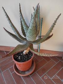 Pianta grassa - Succulente (grande )