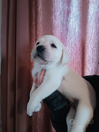 Cuccioli di labrador gialli Toscana