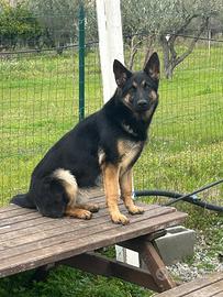 Cucciola di Pastore Tedesco