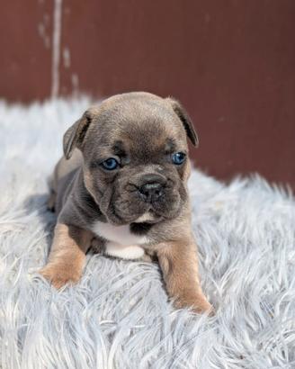 Bulldog francesi blu merle