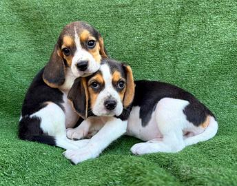 Cuccioli di Beagle elisabhet