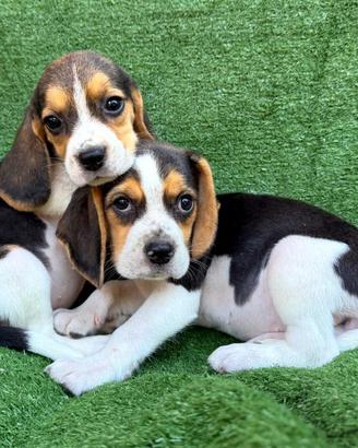 Cuccioli di Beagle elisabhet