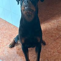 Rottweiler