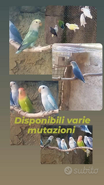 Inseparabili roseicollis