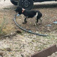Cocker spaniel da tartufi