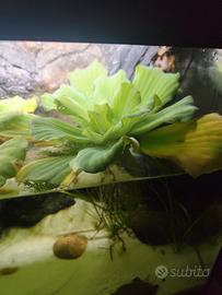 Piante acquario d'acqua dolce
