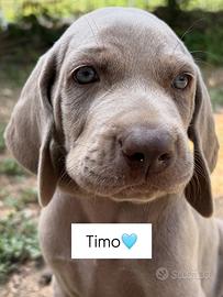 Cucciolata di Weimaraner a Pelo Corto