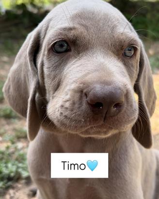 Cucciolata di Weimaraner a Pelo Corto
