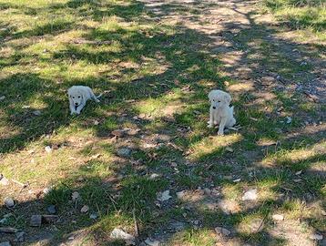 Cuccioli di maremmano con pirenei