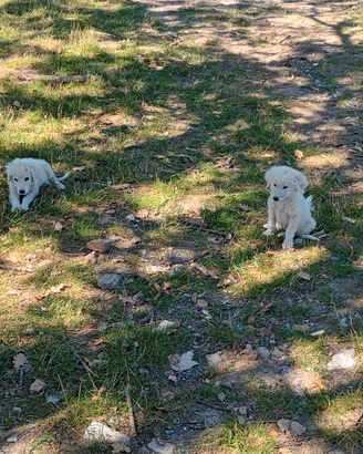 Cuccioli di maremmano con pirenei
