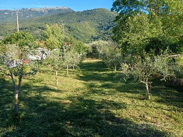 piccolo oliveto con terreno