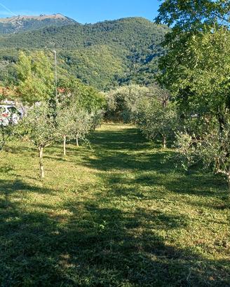 piccolo oliveto con terreno