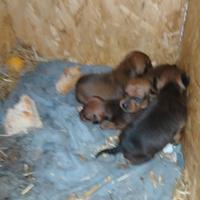 Cuccioli pinscher toy