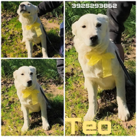 Teo dolcissimo cucciolo in adozione