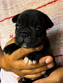 Bulldog francese cuccioli