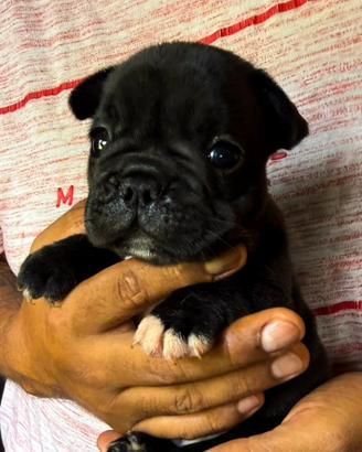Bulldog francese cuccioli