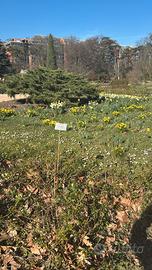 Signora italiana come operaia