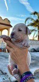 Disponibili Cuccioli di Cane Corso