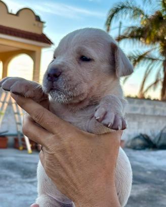 Disponibili Cuccioli di Cane Corso