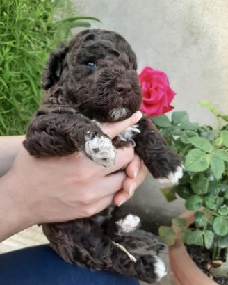 Lagotto Romagnolo