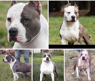 Amstaff Blue american staffordshire