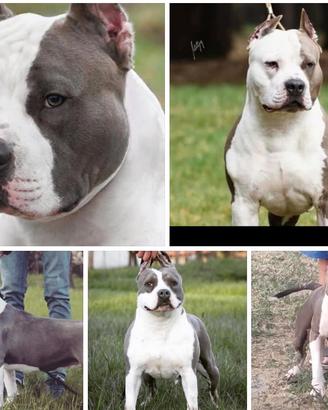 Amstaff Blue american staffordshire