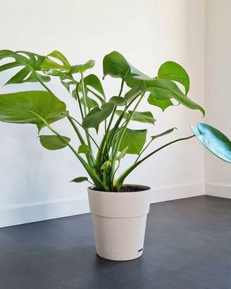 🌿 Pianta Monstera Deliciosa SPETTAC0LARE 💚