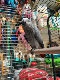 Pappagallo cenerino beby