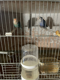 Coppie riproduttrici