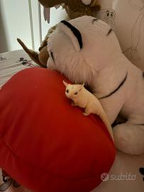 Petauro dello zucchero