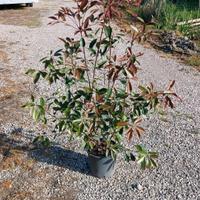 photinia siepe