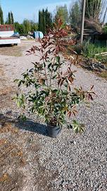 photinia siepe