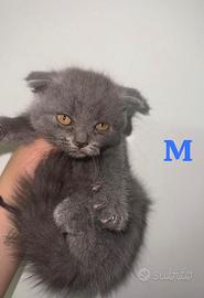 Scottish fold maschi