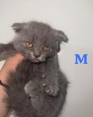 Scottish fold maschi