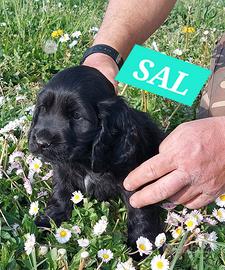 Cocker Spaniel Nero cucciolo