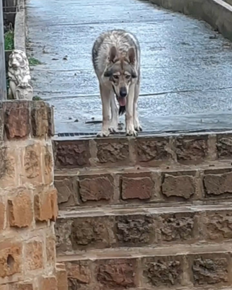 Lupo cecoslovacco