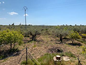 Casa campagna con terreno uliveto