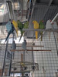 Parrocchetto dal collare viola cobalto lutini