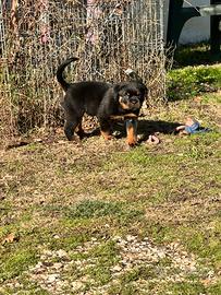 Cuccioli di Rottweiler con Pedigree